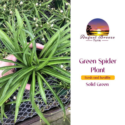 Solid Green Spider Plant Large Size - Low Maintenance, Air-Purifying, Thrives in Home & Office - Perfect for Plant Enthusiasts - Live Houseplant in Potting Soil (1)