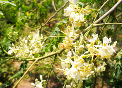 TomorrowSeeds - Moringa (Drumstrick Tree) Seeds - 30+ Count - For 2026 Planting Moringa Oleifera Drumstick Horseradish Edible Pods Flowers Malunggay Indian Perennial Tree Grow Your Own Home Farm Patio