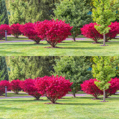2 Bareroots Dormant Burning Bush Shrub Live Plants Rooted Cuttings, 6-12" Tall, Dormant, No Leaf, No Pot, Hardy Burning Bush Shrub for Outdoor Landscaping