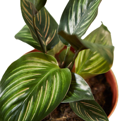 Calathea 'Beauty Star' | Live Plant for Indoor & Outdoor | for Living Room, Office, Bathroom | (4" Pot)