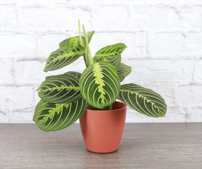 Thorsen's Greenhouse Lemon Lime Prayer Plant, Live Indoor Plant, Pet Friendly, Attractive Houseplant, Lemon Maranta, Natural Air Purifier, Easy to Grow, 4" Diameter Pot (Terra Cotta)