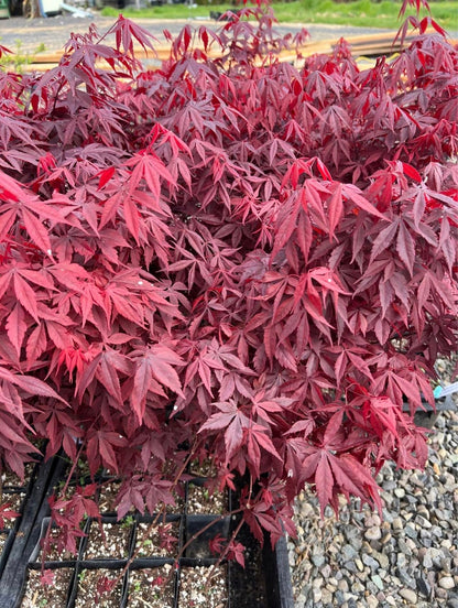 Bloodgood Red Japanese Maple Tree - 2 Year Live Plant - Acer palmatum 'Bloodgood' by - Japanese Maples and Evergreens