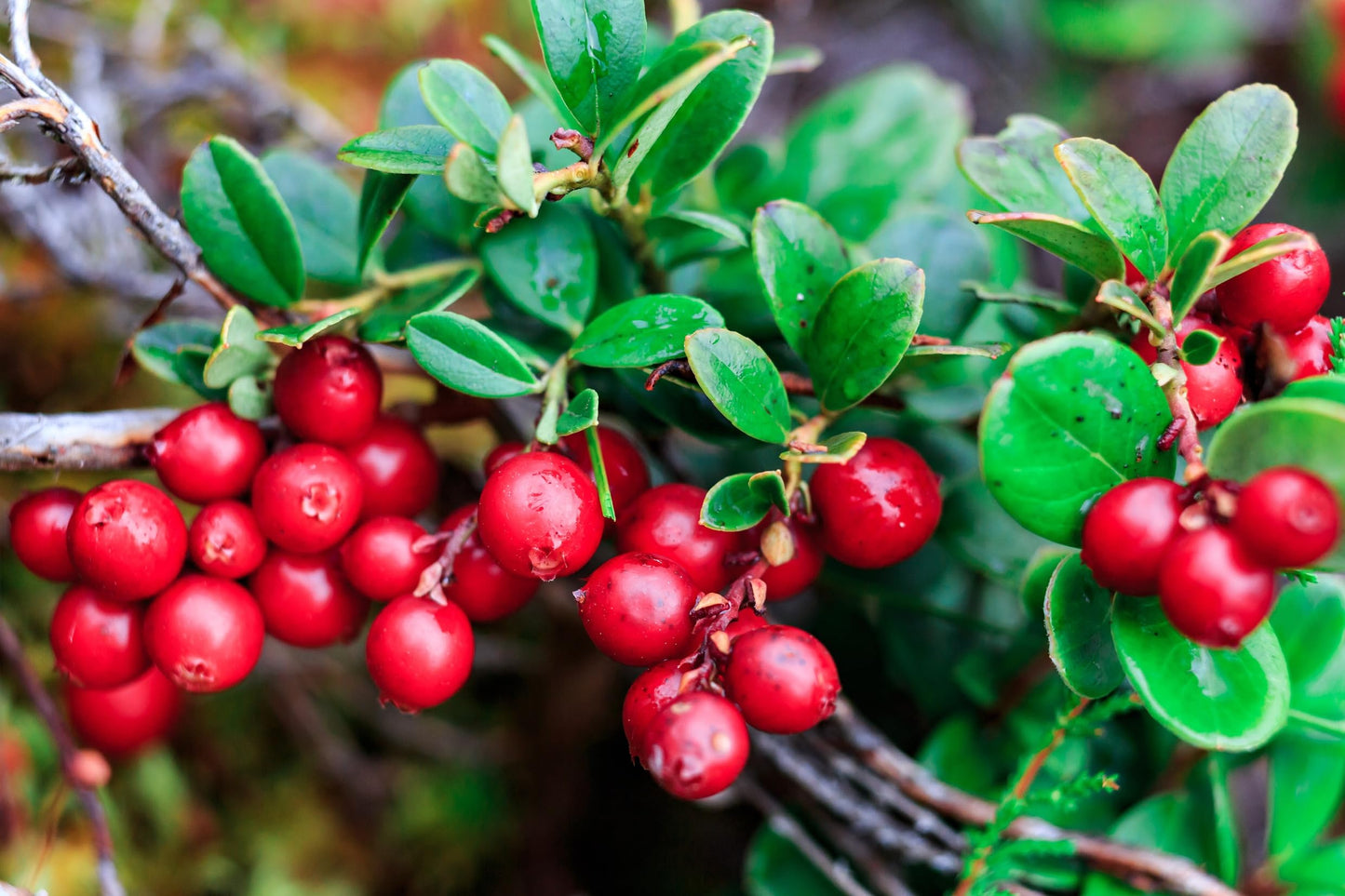 Live Cranberry Plants (Highbush) – Vibrant Red Berry Producing Shrub, Edible Fruit, Hardy Outdoor Garden Plant, Great for Landscaping & Wildlife (2 Plants)