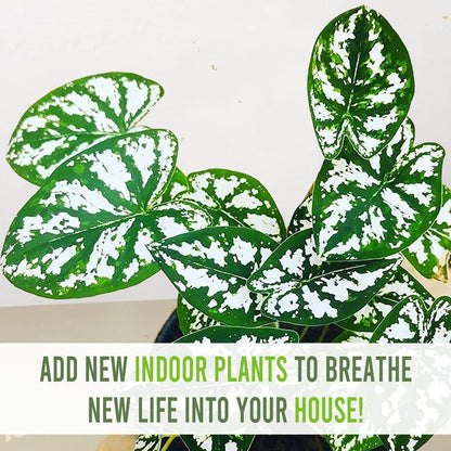 LEAL PLANTS ECUADOR Caladium Humboldtii (Pack of 2) | Pink Symphony Caladium Bulbs | Live Evergreen Indoor Plant | Elephant Ear Plant | Heart of Jesus, Angel Wings | Natural Décor for Home or Garden