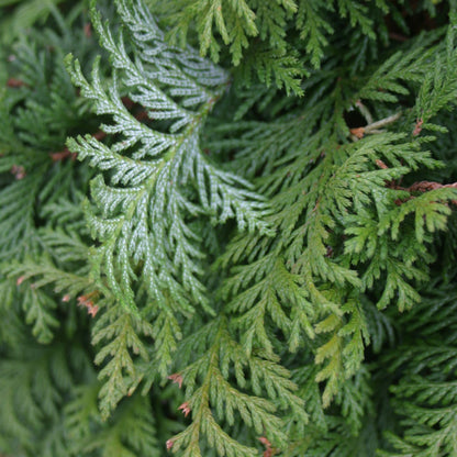 Proven Winners Soft Serve False Cypress (Chamaecyparis pisifera) Live Plant, 4.5" Qt, 4 Pack
