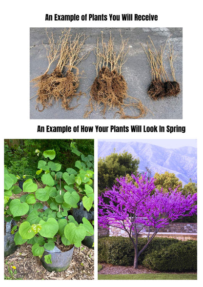 04 Eastern Redbud Trees Live Plants Dormant Seedling, Bare Roots 6 to 14 Inches Tall, Purple Flowers Red Bud Tree for Growing