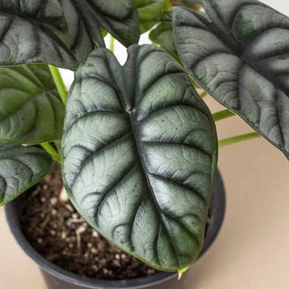 Alocasia Silver Dragon | Live Plant for Indoor & Outdoor | for Living Room, Office, Bathroom | (4" Pot)