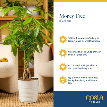Costa Farms Live Money Tree (Pachira Aquatica), 3-4 Feet Tall, Large Indoor Plant with Braided Trunk, Easy Care Floor Plant in 10-Inch Decor Pot, Pet Friendly Housewarming Gift & Office Decor