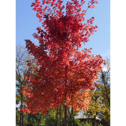 Autumn Blaze Maple, 1 Gallon Live Nursery Pot, Fast Growing Shade Tree with Fall Color | Arbor Day Foundation (Due to Agricultural Laws, Unavailable to CA or AZ)