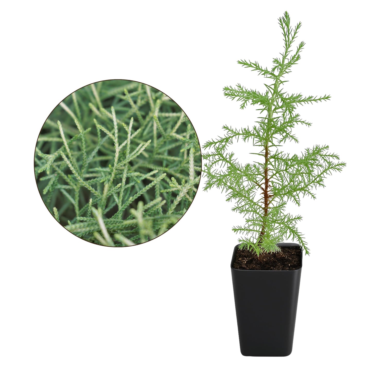 My Shelfie – Arizona Cypress Bonsai Starter Tree (Cupressus arizonica), Live Evergreen Plant for Indoor or Outdoor Bonsai Forest Garden, Home & Living Room Décor (3)
