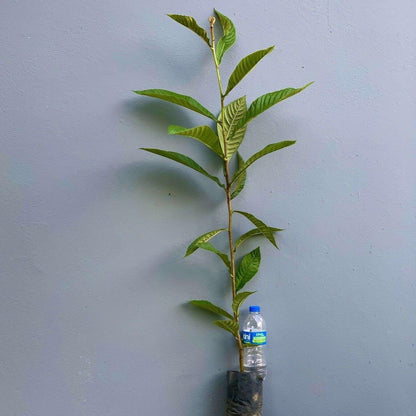 Live Plant - Loquat (Eriobotrya Japonica) Tropical Live Fruit Tree 1’-2’