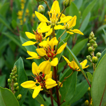 Thryallis | 1 Extra Large Trade 3 Gallon Plant | Galphimia glauca | Tropical Beauty | Year-Round Blooms