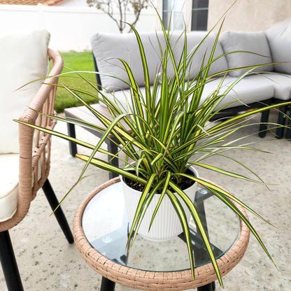 Dracaena Marginata Sunray, Air Purifying Easy Houseplant Decor in 6" White Pot, Dracaena Corn Stalk, Live Botanical Gift, Indoor Dragon Tree, Real Plants & Decorative Plants by Plants for Pets