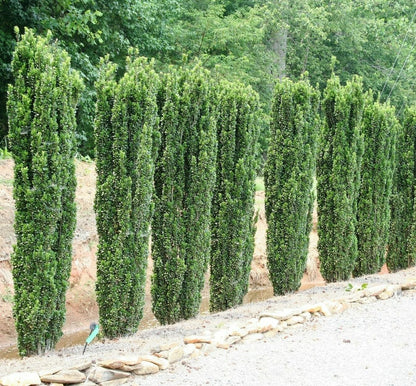 Live Plant - 10 Sky Pencil Holly Shrubs/Trees/Hedges - 3-6" Tall Live Plants - 2.5" Pots