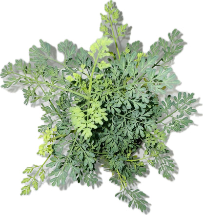 Botanica la Marina Ruda Plant Common Rue Ruta graveolens Herb of Grace, green