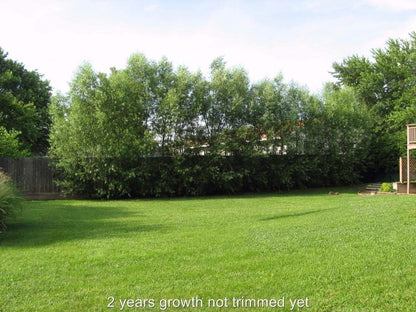 50 Hybrid Willow Trees -Fastest Growing Trees in The World - Austree Grow 10 Ft/Yr - 50 Live Tree Plants