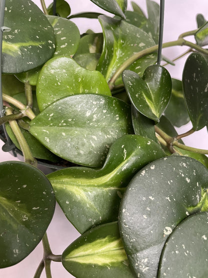 Variegated Hoya Obovata Spalsh Available in 2" Pot, 4" Pot, and 6" Hanging Pot - Hoya Live Plants Live Houseplants - California Seller (4" Pot, 2 Plants(stem))