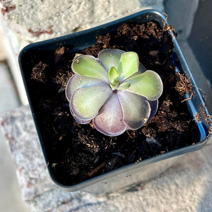 Live Pinguicula cyclosecta – Rare Violet-Toned Mexican Butterwort, Rosette-Forming Carnivorous Plant, Easy to Grow. Succulent-Like Carnivore Plant.