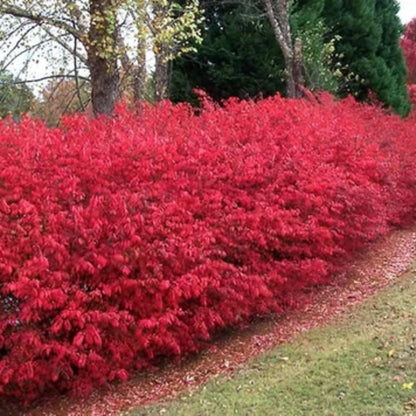 2 Bareroots Dormant Burning Bush Shrub Live Plants Rooted Cuttings, 6-12" Tall, Dormant, No Leaf, No Pot, Hardy Burning Bush Shrub for Outdoor Landscaping
