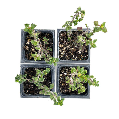 4 Wall Germander – Compact Evergreen Groundcover Shrub with Glossy Aromatic Foliage & Purple Summer Flowers (Teucrium chamaedrys) in 3.5″ Cubes, Live Plants