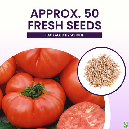 Marde Ross & Company Pink Ponderosa Heirloom Tomato Seeds - Large Tomato - One of the Most Delicious Tomatoes for Home Growing, Non GMO - Neonicotinoid-Free