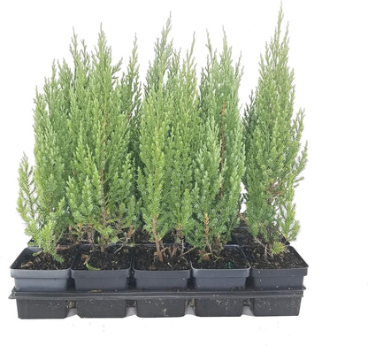 Blue Point Juniper Tree | 5 Live 4 Inch Pots | Juniperus Chinensis | Hardy Evergreen Shrub | Perfect for Landscaping | Low Maintenance Plants