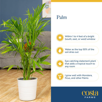 Costa Farms Cat Palm Live Plant in Decorative Pot, Large Indoor Houseplant, Perfect for Home, Room, or Office Decor, Great House Warming or Birthday Gift, 3-4 Feet Tall