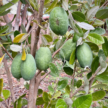 3 Pineapple Guava Live Plants, Pineapple Guava Fruit Trees 4-7 Inches Tall to Grow