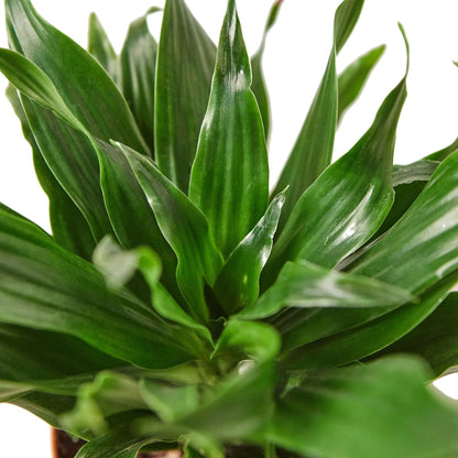 Dracaena 'Janet Craig' | Live Plant for Indoor & Outdoor | for Living Room, Office, Bathroom | (6" Pot)