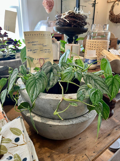 RedCrocus - RedCrocus Brandi' Philodendron Indoor Plant - Glossy, Broad Green Foliage, Pet Toxic, Easy Care, Container & Indoor Friendly, Shaded Gardens 6" Pot