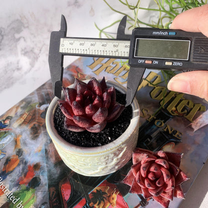 Echeveria Agavoides Romeo Rare Live Succulent Plants, 1 Head 2.5" Bare Root Without Pot & Soil, Garden Indoor Office Desk Baby Shower Decoration, Friend Plant Lovers Gifts