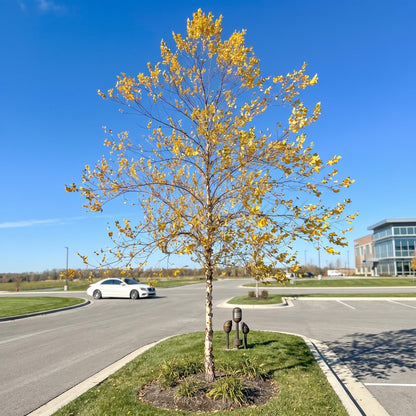 2 River Birch Tree Live Plants, Single Stem Tree in Quart Pot, Low Maintenance, Fast Growing Betula Nigra, Hardy Landscape Trees for Yard and Garden