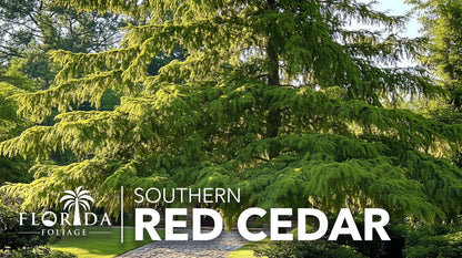 Southern Red Cedar Tree | 20 Live Plants | Juniperus virginiana Silicicola | Fast Growing Evergreen Hardy Trees