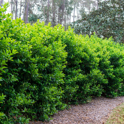 PERFECT PLANTS Sweet Viburnum Shrub 7 Gallon | Live Shrubs for Outdoor Planting | Fast Growing Privacy Hedge | Fully Loaded Flowers Filled with Fragrance