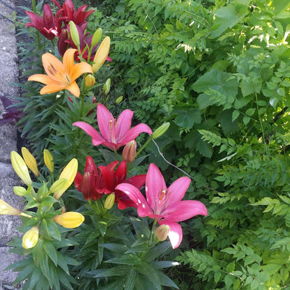 Lilium Asiatic Hybrid Lilies Mix 12 Bulbs Bag - Colorful Flowers Bloom in Summer Sun