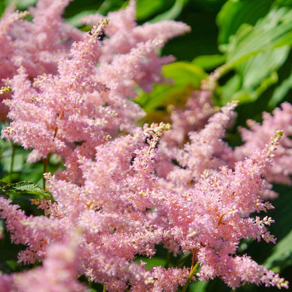Easy to Grow Astilbe Europa 1 Plant Bareroot - Summer Pink Blooms in Shade, Pollinator Friendly Flowers (False Spirea, Goat's Beard)