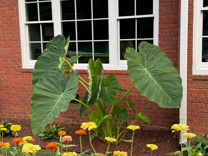 3 Jack's Giants Elephant Ear Bulbs
