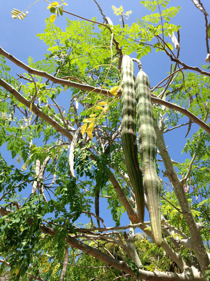 Moringa Tree Live Moringa Plant with Moringa Seeds, Non GMO, Organically Grown Moringa Tree Seedling with Moringa Seeds, Live Moringa Plant
