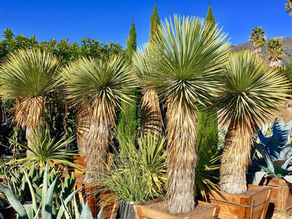 Silver Yucca - Live Plant in a 1 Gallon Growers Pot - Yucca Rostrata - Rare Outdoor Ornamental Slow Growing Evergreen Tree