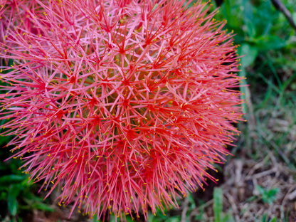Easy to Grow Red 'African Blood Lily' Plant Bulbs (3 Pack) - Beautiful Uncommon Red Flowering Blooms in Summer Gardens