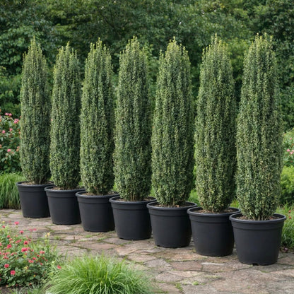 2 Sky Pencil Holly Live Plants, 2.5-Inch Pot, 6–12 Inch Tall Japanese Holly Shrubs, Easy Care Evergreen Trees for Outdoor Landscaping
