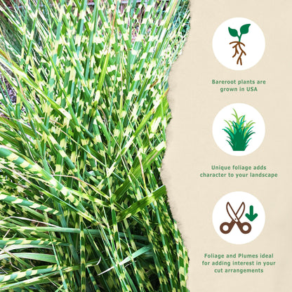 Bloomingbulb Ornamental Grass, Zebra Grass, Outdoor Planting, Decorative Garden, 3 Root Divisions, Zones 4-9a