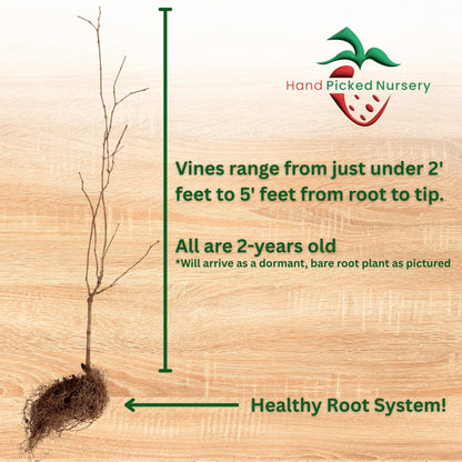 Hand Picked Nursery Early Fry Muscadine Grape Vine - 2 Year Old Bare Root Live Plant - 1-2ft Tall - Bronze Female Plant (1)