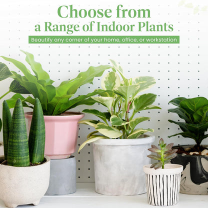 American Plant Exchange Peace Lily, Live Spathiphyllum Plant, Indoor Flowering Houseplant, 4-Inch Pot, Deco Cover, Easy Care, Low Light, Perfect for Housewarming, Sympathy, or Party Gift
