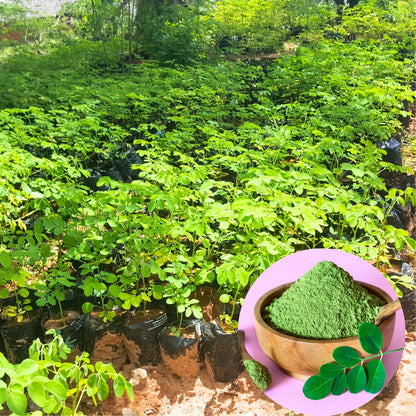 2 Moringa Plants Live Trees for Growing, Malunggay Plants, 5-9" Drumstick Horseradish Tree, Moringa Oleifera Plant Live, No Pot, Well Rooted