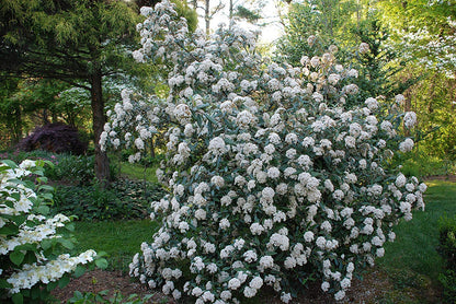Pragense Viburnum - Live Plant Shipped 2 to 3 Feet Tall by DAS Farms