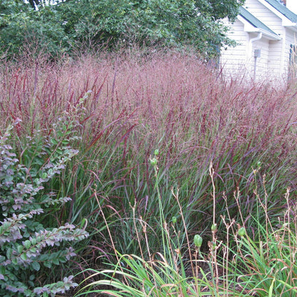 Van Zyverden Ornamental Grass Red Switch Grass One 3.25" Dormant Potted Plant