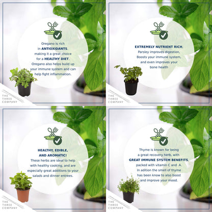 Live Aromatic and Edible Herb Assortment (Rosemary, Eucalyptus, Mint, Lemon Balm, Other Assorted Herbs), 6 Plants Per Pack