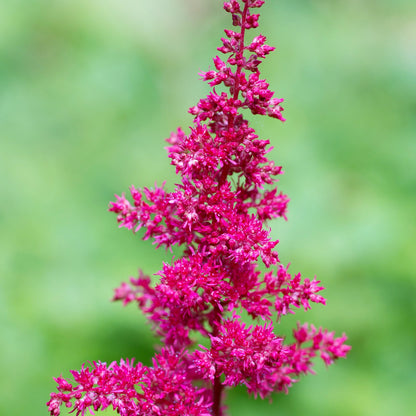 Easy to Grow Astilbe Maggie Daley 1 Plant Bareroot - Summer Rose-Pink Blooms in Shade, Pollinator Friendly Flowers (False Spirea, Goat's Beard)