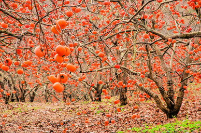 American Persimmons Tree Seedlings for Planting - 1 Yr Old Seedlings (2 Persimmon Tree) - No Ship to California